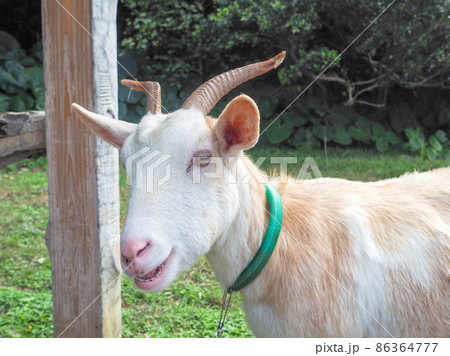 ヤギ ヤギ 86364777