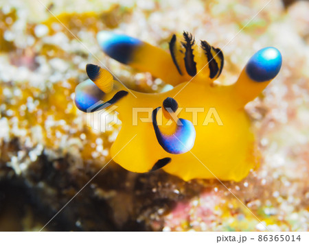 ウデフリツノザヤウミウシ ウデフリツノザヤウミウシ 86365014