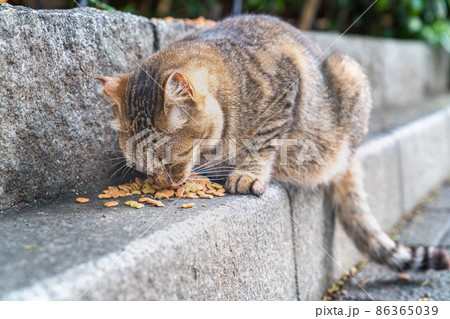 野良猫に餌付けしている写真。社会問題のイメージ。 86365039