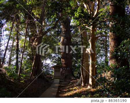 神社の大杉 神社の大杉 86365190