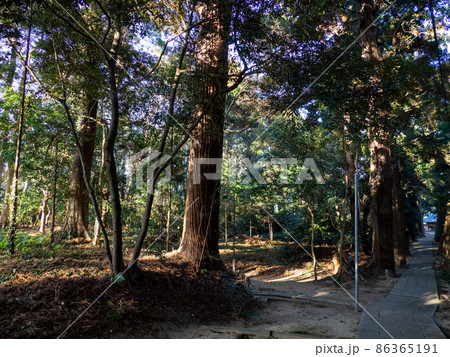 参道の杉並木 参道の杉並木 86365191