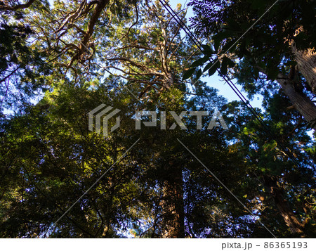 神社の杉 神社の杉 86365193