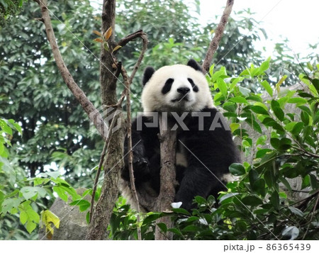 成都大熊猫繁育研究基地　木登りパンダ 86365439