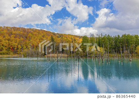 紅葉した北海道　美瑛の青い池 86365440