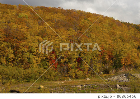 紅葉した北海道　美瑛の青い池 86365456