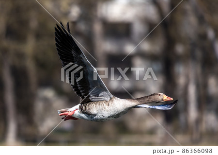 The flying greylag goose, Anser anser is a species of large goose The flying greylag goose, Anser anser is a species of large goose 86366098