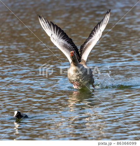 The greylag goose, Anser anser is a species of large goose 86366099