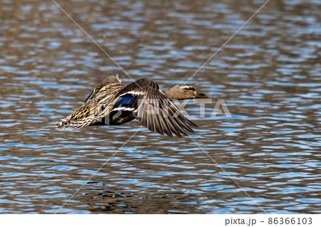 Wild duck or mallard, Anas platyrhynchos flying over a lake in Munich, Germany Wild duck or mallard, Anas platyrhynchos flying over a lake in Munich, Germany 86366103