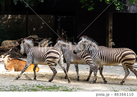 Hartmann's Mountain Zebra, Equus zebra hartmannae. An endangered zebra Hartmann's Mountain Zebra, Equus zebra hartmannae. An endangered zebra 86366110