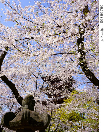 旧寛永寺五重塔と満開の桜（東京都台東区上野公園） 86366760