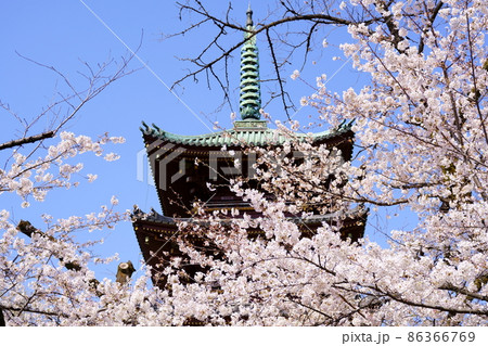 旧寛永寺五重塔と満開の桜（東京都台東区上野公園） 86366769