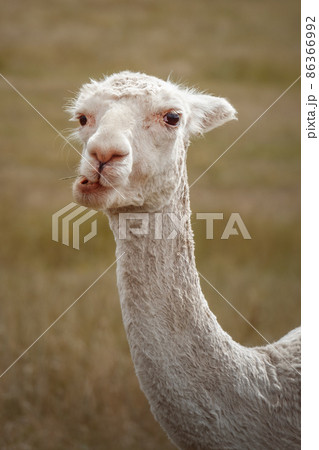 sweet white alpaca animal 86366992