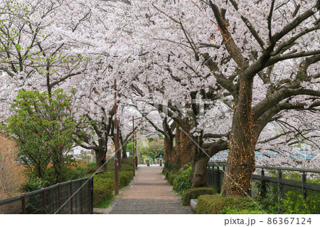 東京都　立川市　春の玉川上水近くの残堀川沿いの道 86367124