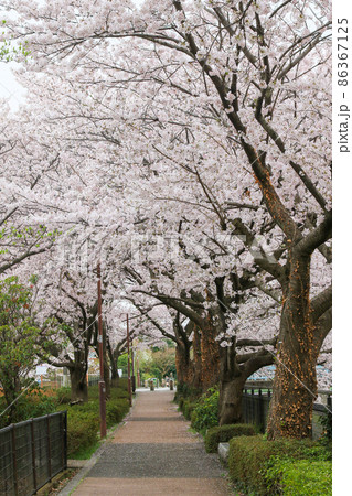 東京都　立川市　春の玉川上水近くの残堀川沿いの道 86367125