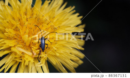 musk beetle on a dandelion flower 86367131