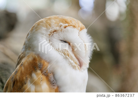 メンフクロウのクローズアップ メンフクロウのクローズアップ 86367237