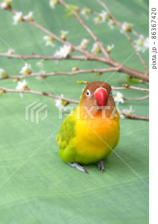 ボタンインコ 86367420