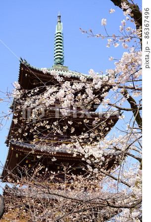 旧寛永寺五重塔と満開の桜(東京都台東区上野公園) 旧寛永寺五重塔と満開の桜(東京都台東区上野公園) 86367496