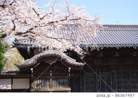 旧因州池田屋敷表門（黒門）と満開の桜／東京都台東区上野公園 86367497