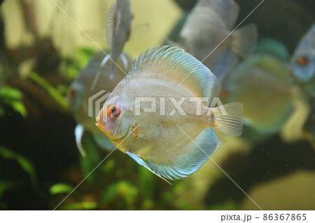 ディスカス 86367865