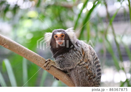 マーモセット マーモセット 86367875