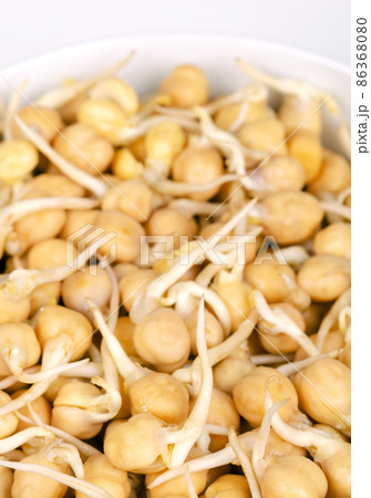 Chickpea sprouts, in a white bowl, close up, front view. Ready to eat, sprouted chickpeas, seeds of Cicer arietinum, a legume and protein source, also known as chick beans, garbanzo beans and as gram. 86368080