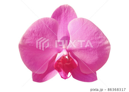 Pink orchid flower isolated on white background. 86368317