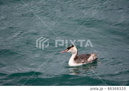 泳ぐカンムリカイツブリ 86368320
