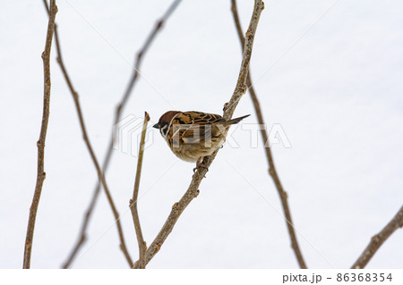 雪原のスズメ 86368354