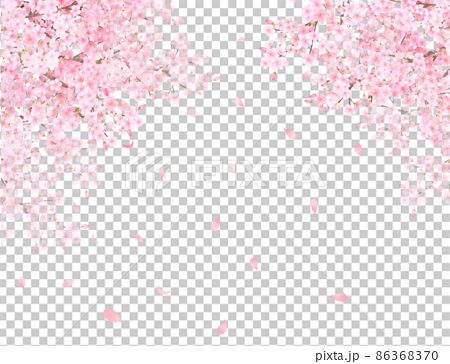 美しく華やかな花びら舞い散る春の桜のアーチの白バックフレーム背景素材 86368370