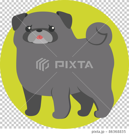 A black pug with a whip whip A black pug with a whip whip 86368835