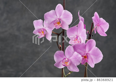 Beautiful pink Phalaenopsis orchid flower. Luxury Orchidea on gray background. Beautiful pink Phalaenopsis orchid flower. Luxury Orchidea on gray background. 86368921