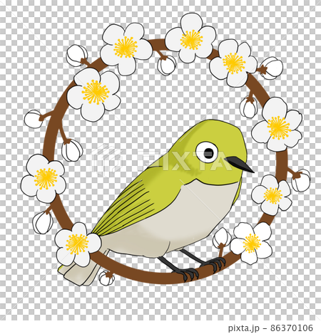 White-eye perching on a white plum tree 86370106