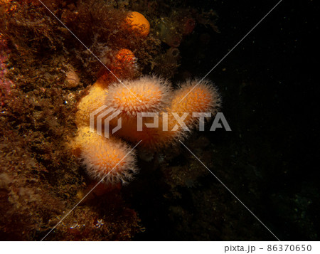 A closeup picture of a feeding soft coral dead man's fingers or Alcyonium digitatum. Picture from the Weather Islands, Skagerrak Sea, Sweden 86370650