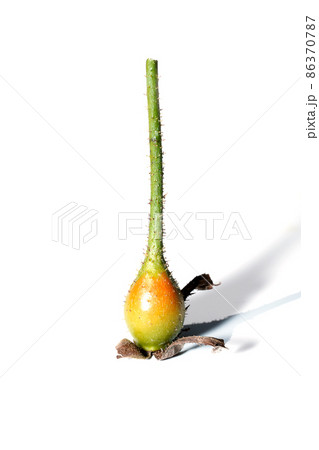 Close up rose fruit on white background. 86370787