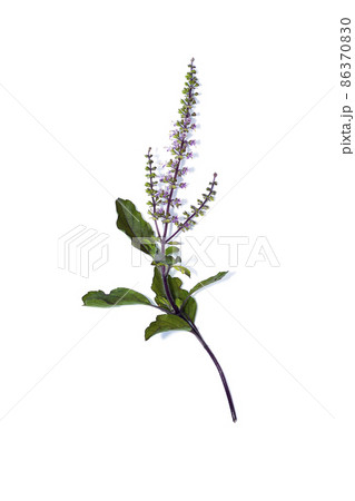 Close up Red Holy Basil flower and leaf on white background. Close up Red Holy Basil flower and leaf on white background. 86370830