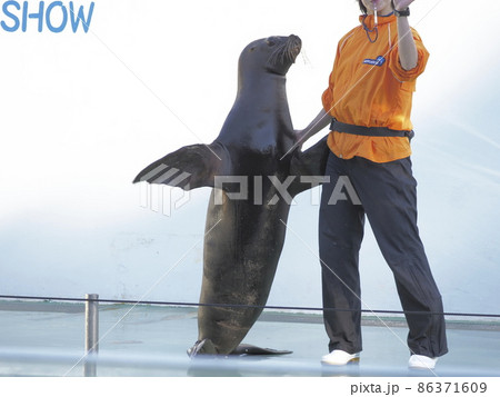 しながわ水族館 アシカカショー しながわ水族館 アシカカショー 86371609