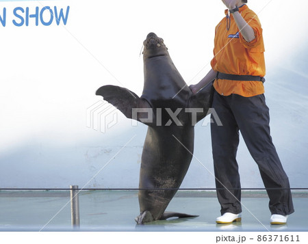 しながわ水族館　アシカカショー 86371611
