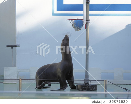 しながわ水族館 アシカカショー しながわ水族館 アシカカショー 86371629
