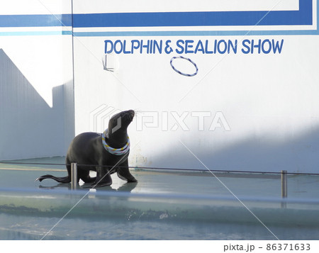 しながわ水族館 アシカカショー しながわ水族館 アシカカショー 86371633