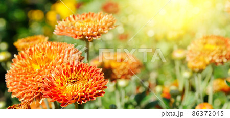 Background of yellow-orange chrysanthemums closeup in bright sunlight. Soft focus. Wide photo. Background of yellow-orange chrysanthemums closeup in bright sunlight. Soft focus. Wide photo. 86372045