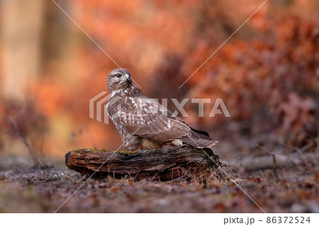 Common buzzard sitting on wood in forest in autumn 86372524
