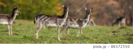 Group of fallow deer females standing on grass in autumn Group of fallow deer females standing on grass in autumn 86372550