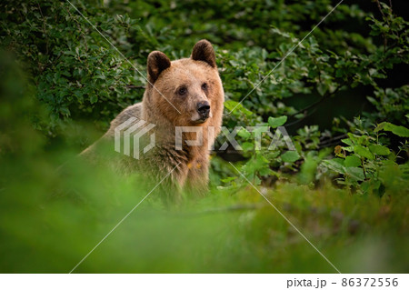 Brown bear hiding behind the bush in summer nature Brown bear hiding behind the bush in summer nature 86372556