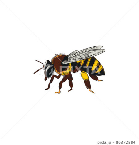 Honey bee insect, hand drawn sketch style vector illustration isolated. 86372884