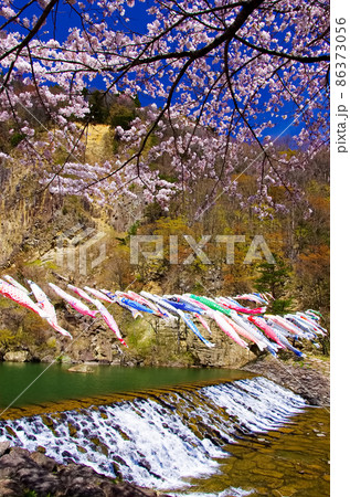 材木岩公園の桜と鯉のぼり(宮城県白石市) 材木岩公園の桜と鯉のぼり(宮城県白石市) 86373056