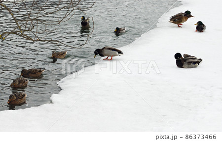Group of ducks in a frozen pond in a sity park Group of ducks in a frozen pond in a sity park 86373466