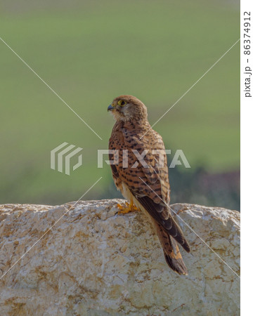 falcon kestrel sitting on the rock on blue sky background falcon kestrel sitting on the rock on blue sky background 86374912