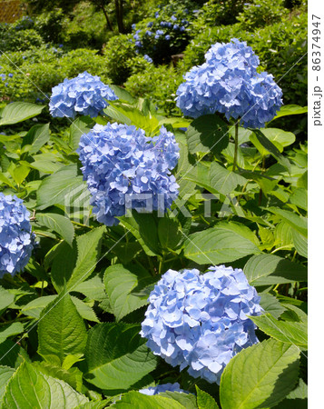 青い紫陽花 86374947