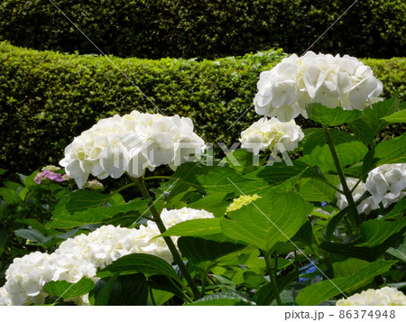 白い紫陽花 86374948